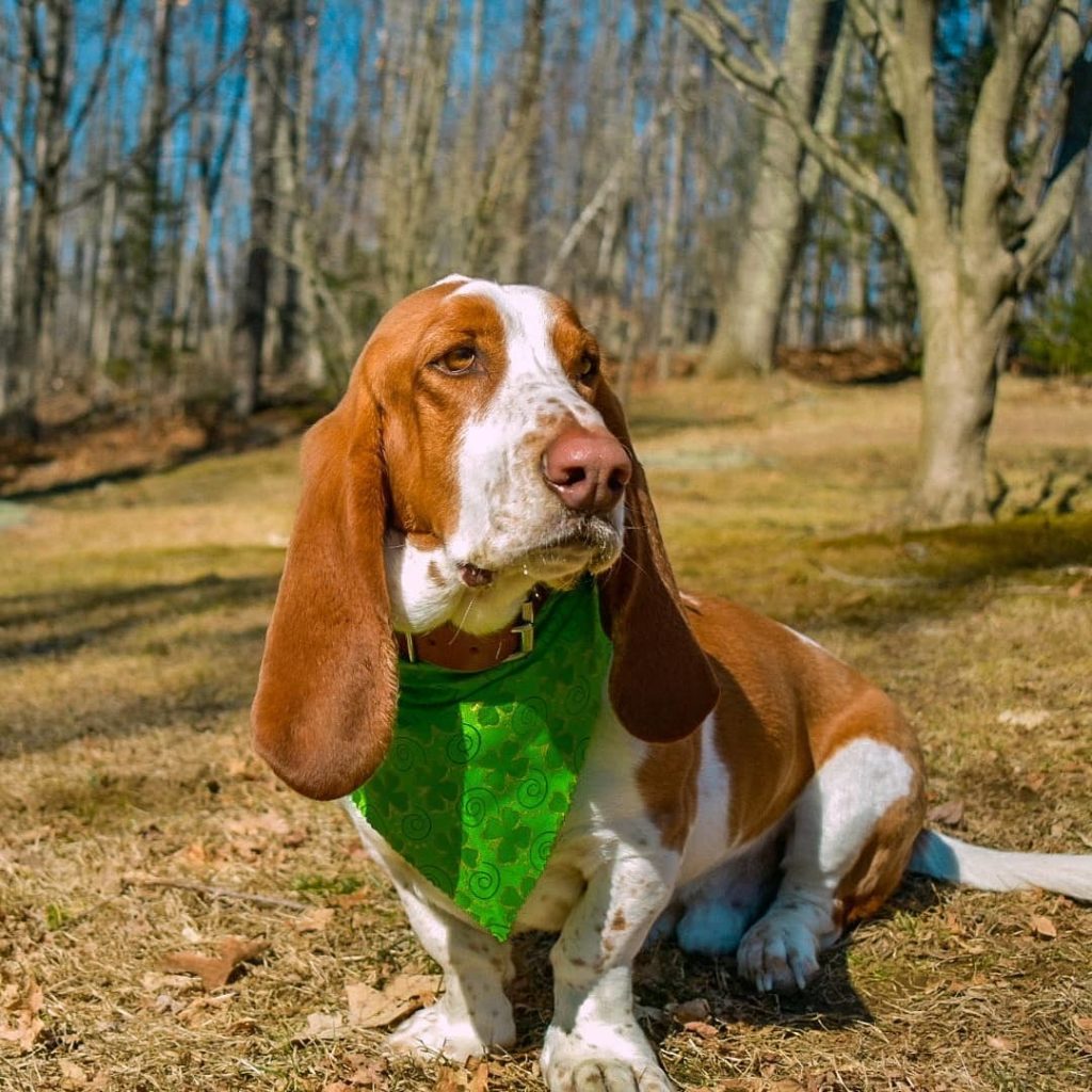 Basset Hound Colors: 10+Color Combinations & Markings