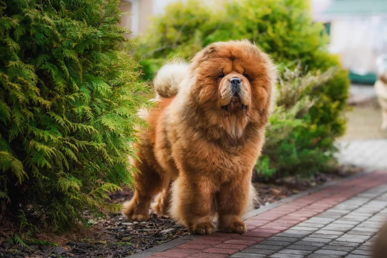 can a chow chow and a rottweiler be friends