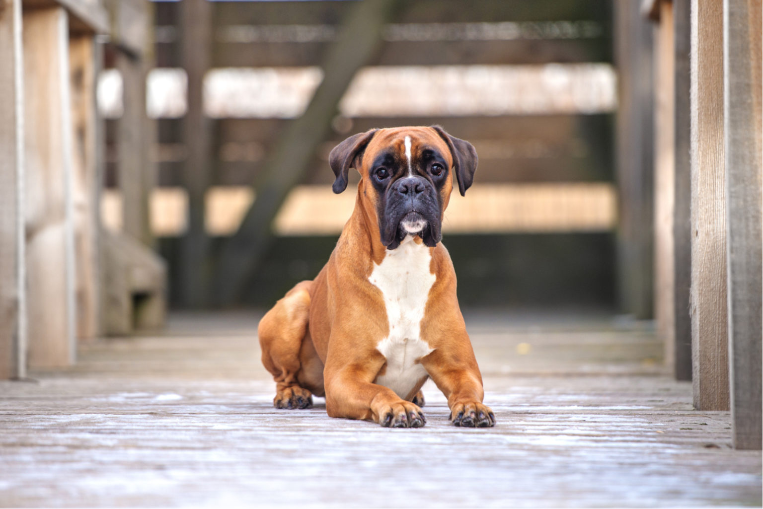 3 Beautiful Boxer Colors & 5 Markings Described