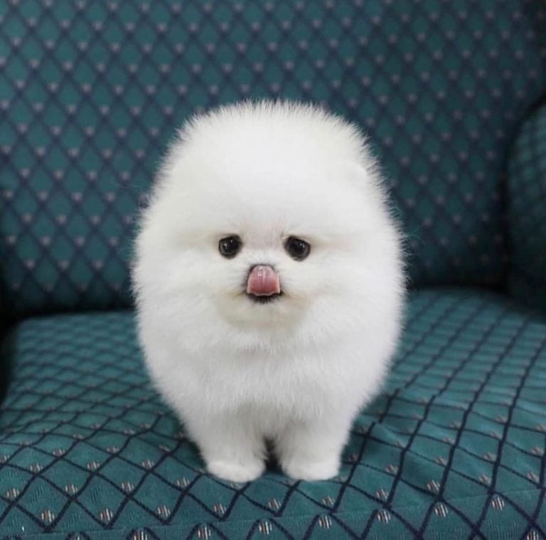 Teacup Pomeranian: Breed Information And Ultimate Care Guide