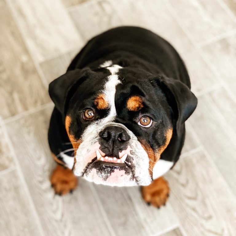 English Bulldog Colors: Cute Bulldog Colors Explained