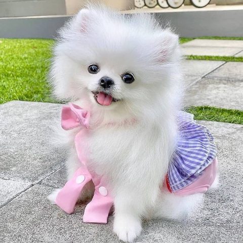 Teacup Pomeranian: Breed Information And Ultimate Care Guide