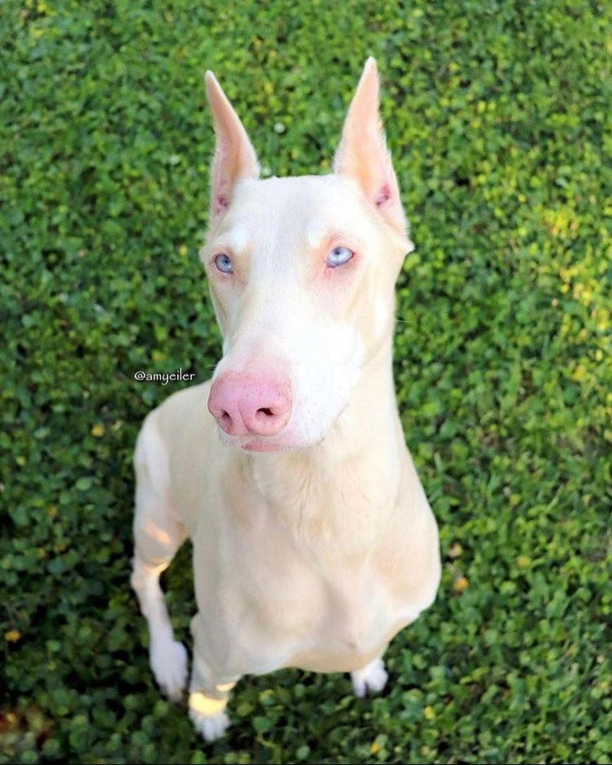 White Doberman Vs Albino Doberman: So Similar, But Different