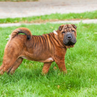 young red fawn Chinese Shar Pei dog standing on the lawn