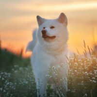 White Akita Inu dog at sunset