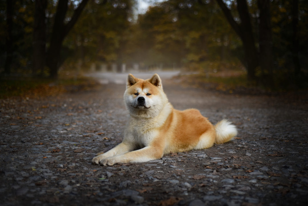 5+Akita Colors And Patterns: The Rainbow Of Choices