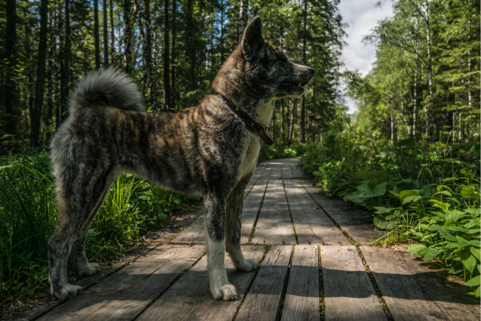 Akita Colors: The Rainbow Of Choices