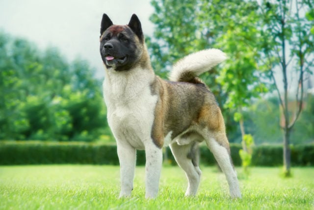 5+Akita Colors And Patterns: The Rainbow Of Choices