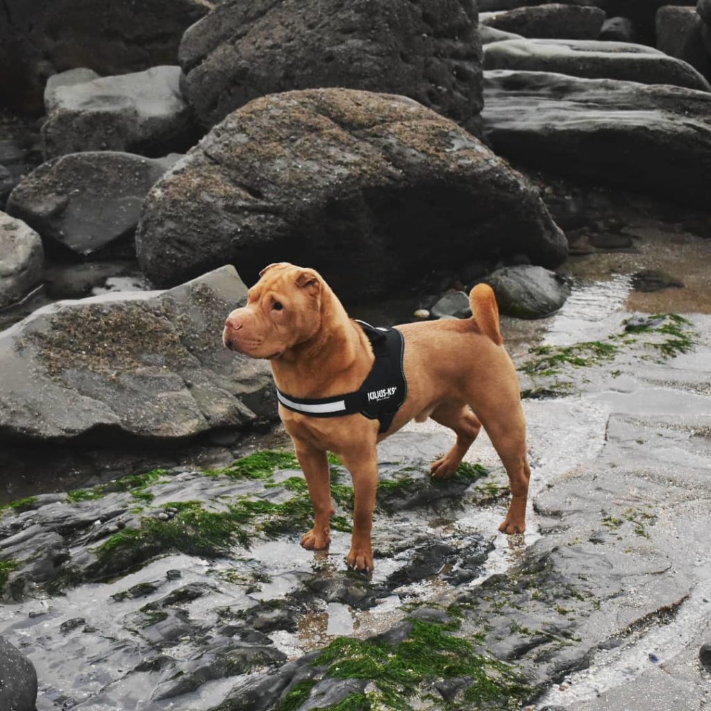 18 Chinese Shar Pei Colors The Decision Will Be A Hard One