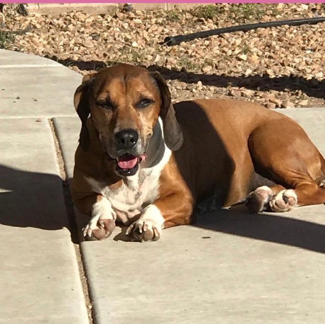 Basset Hound Pitbull Mix Get To Know This Rare Hybrid