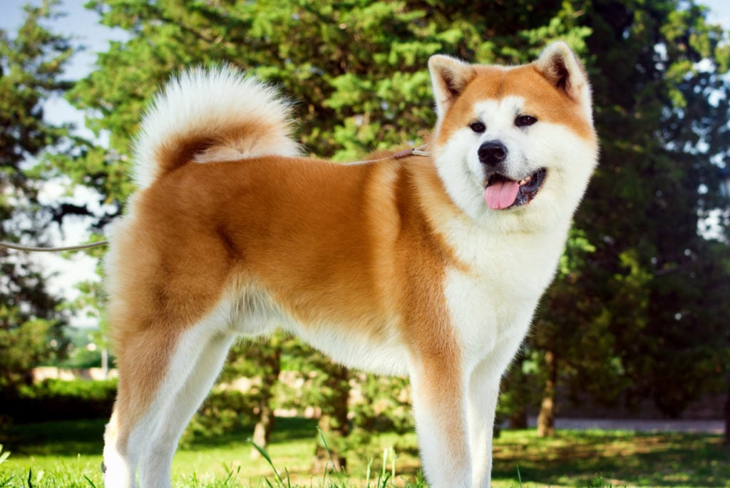 5+Akita Colors And Patterns: The Rainbow Of Choices