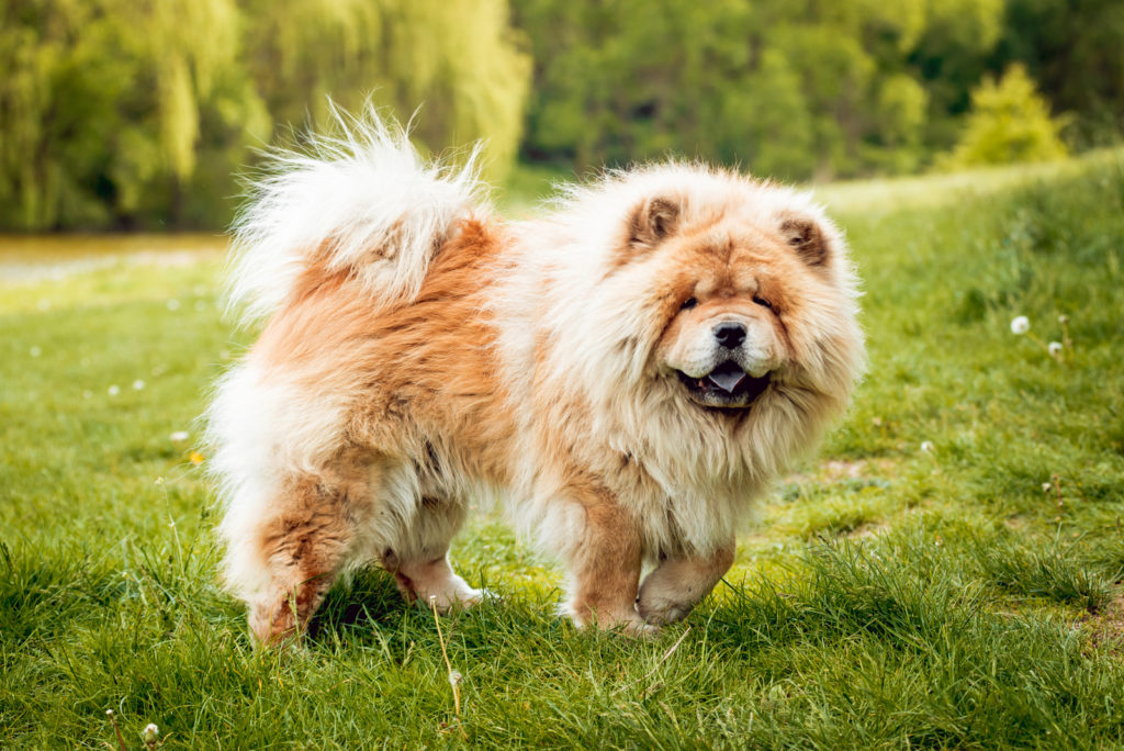 210 Popular Chow Chow Names For An Adorable Lion Pup