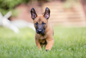 All Belgian Malinois Colors Explained – What Colors Are Up To The Breed ...