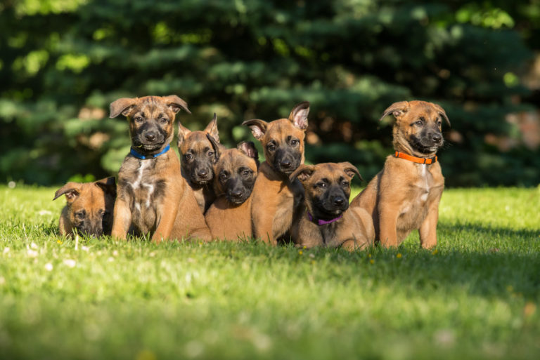 Belgian Malinois Color Chart