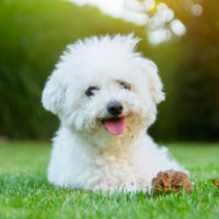 Bichon Frise dog lying on the grass