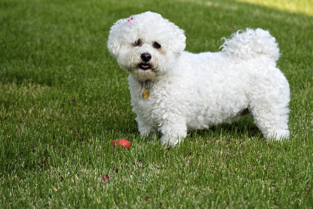 4 Bichon Frise Colors: White Is Actually Not The Only Option