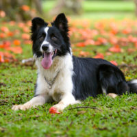 order collie dog lying down on the grass