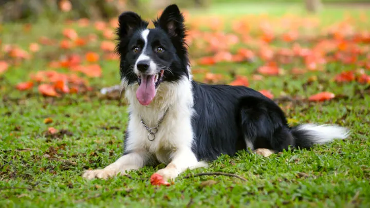 How To Describe Border Collie Markings