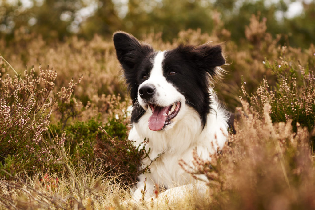 Border Collie Colors: A Guide To 10+ Colors And Markings