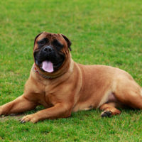 The dog breed Bullmastiff on a green grass