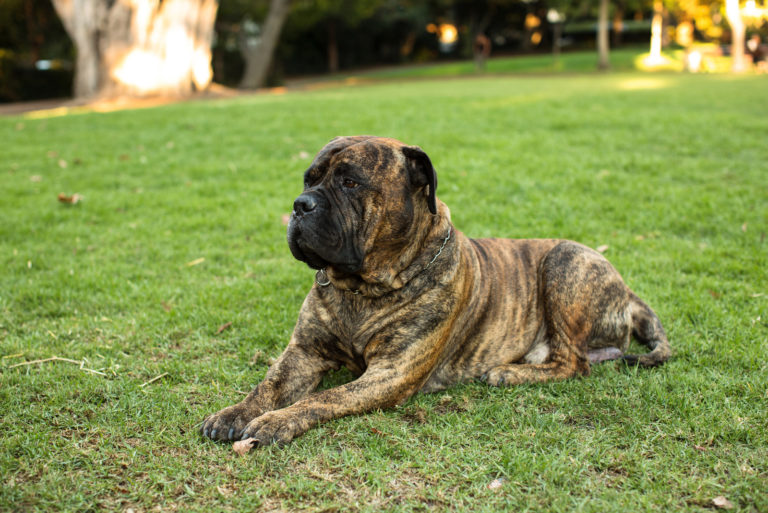 Bullmastiff Colors: A Handy Guide To 5+ Colors & Markings