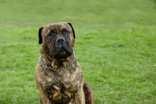 Bullmastiff Colors: A Handy Guide To Bullmastiff Coat Colors