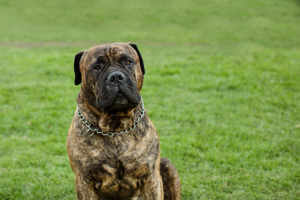 Bullmastiff Colors: A Handy Guide To Bullmastiff Coat Colors