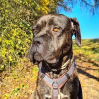 cane corso boxer mix