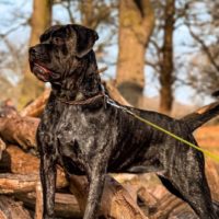 cane corso bullmastiff mix