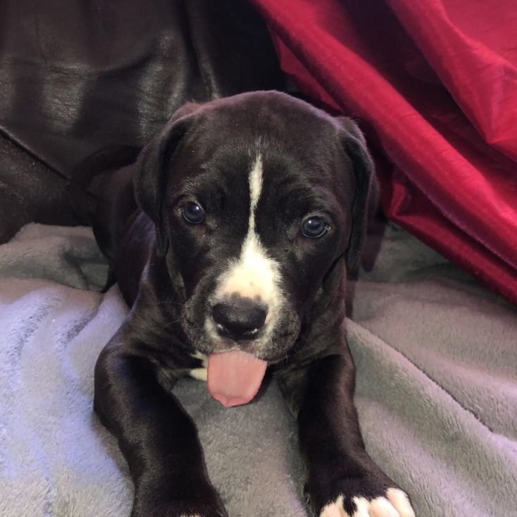 Cane Corso Bullmastiff Mix: A Big Dog With A Heart Of Gold