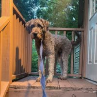 cute dog standing outdoor in front of the house