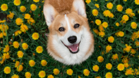 Happy corgi dog sitting in dandelions in the grass
