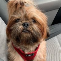 adorable little dog in the car