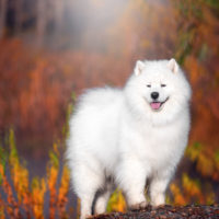 large white Samoyed dog stands in a beautiful forest