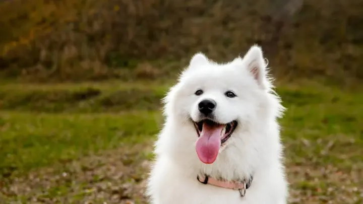 are samoyeds used as service dogs