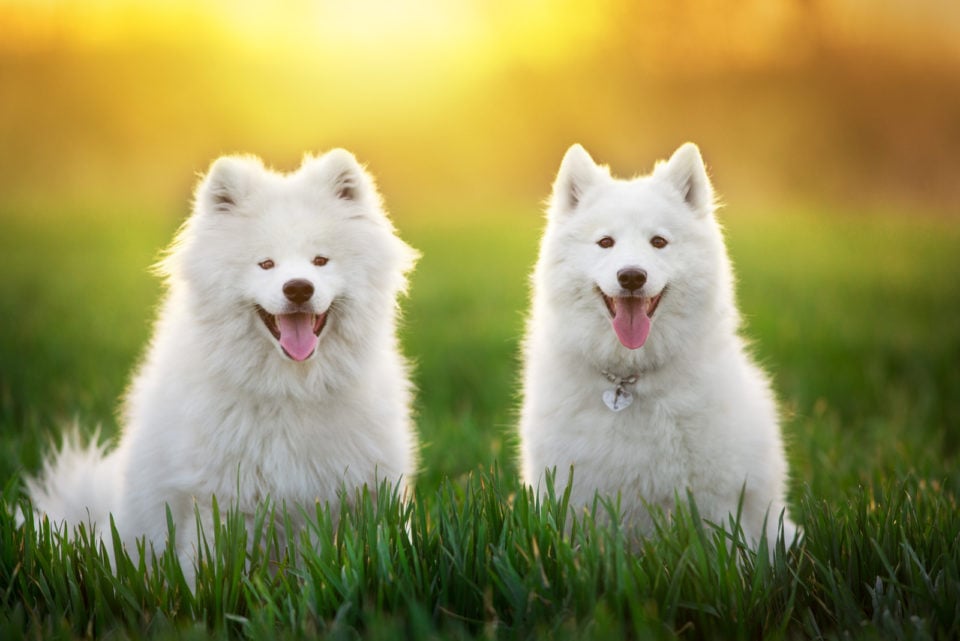 4 Samoyed Colors & All About That Cloud-Like Coat