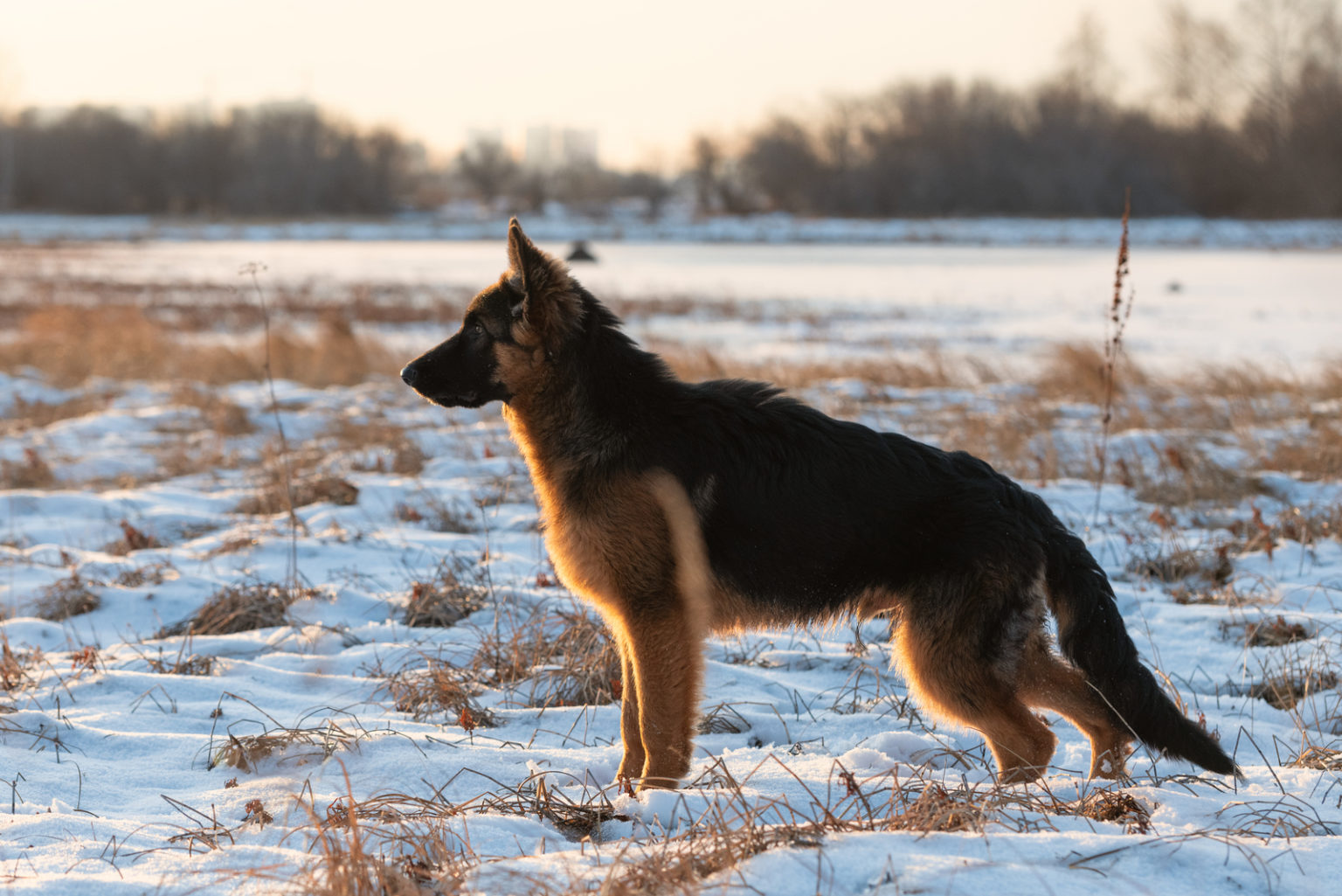 Shiba Inu German Shepherd Mix: Everything You Need To Know