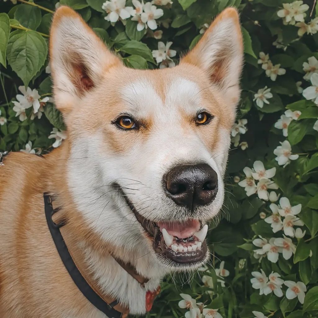 Shiba Inu Husky Mix: Your Best Guide To An Adorable Hybrid