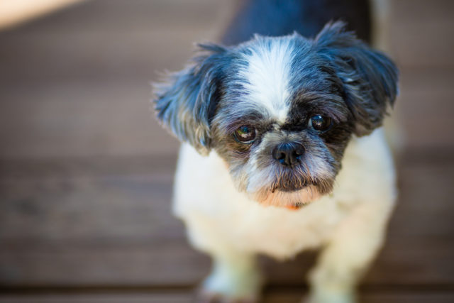 Red Shih Tzu: One Of The Cutest Dogs You will Ever See