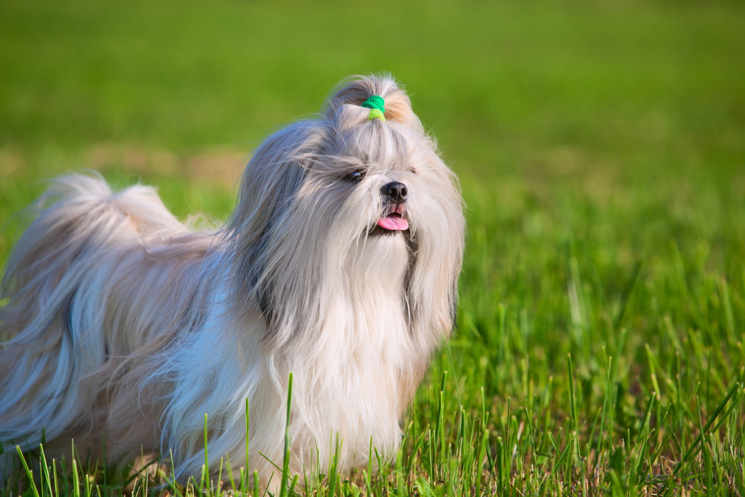 Red Shih Tzu: One Of The Cutest Dogs You will Ever See