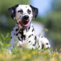 cute dalmatian dog with black spots