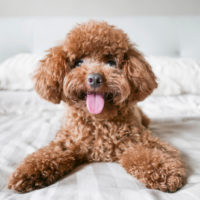 Cute Toy Poodle lying on bed