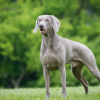 Purebred Weimaraner dog outdoors