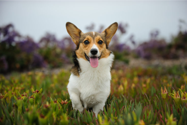 Corgi Colors: 10+ Beautiful Coat Colors And Markings