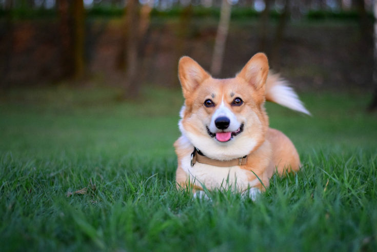 Corgi Colors: 10+ Beautiful Coat Colors And Markings