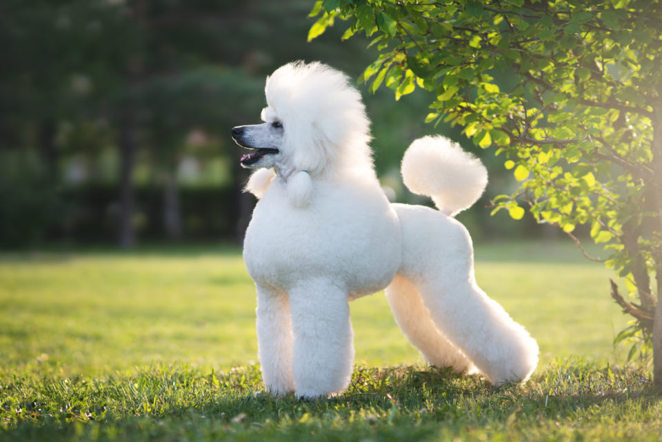 Blue Poodle: What's So Special About These Pooches?