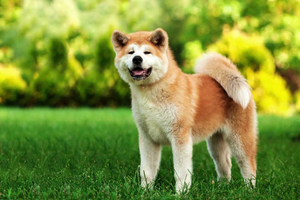 5+Akita Colors And Patterns: The Rainbow Of Choices