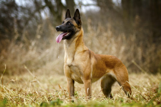 10+ Belgian Malinois Colors: All Options Explained