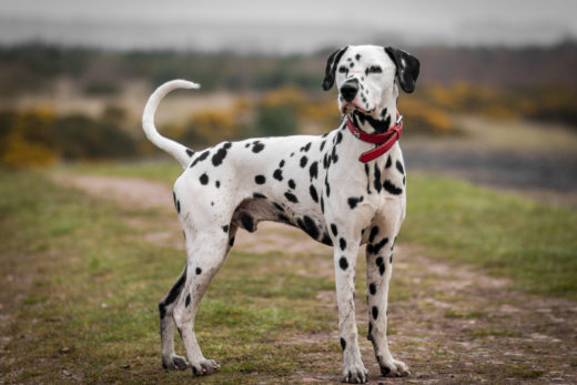 5+Dalmatian Colors: Do You Think You Know This Dog Breed?