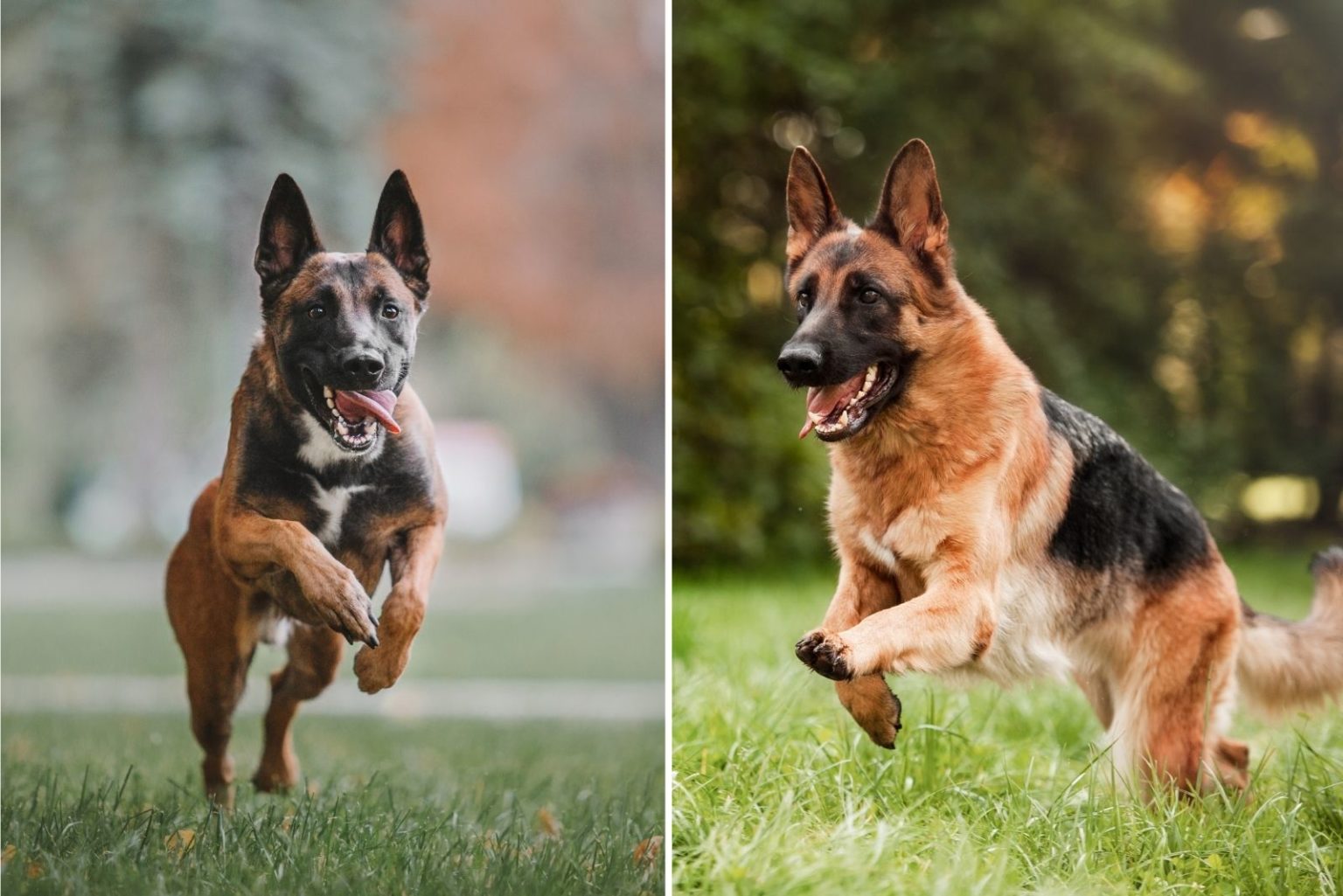 10+ Belgian Malinois Colors: All Options Explained